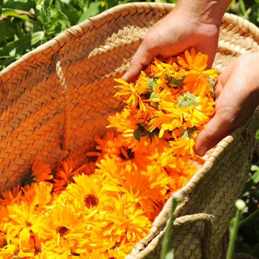 Calendula: The Sunshine Herb Your Skin Loves
