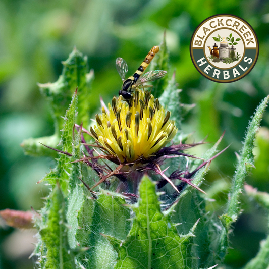 Blessed Thistle Herb 1 oz