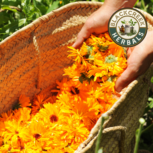 Calendula Flowers Loose Herb 1oz Organic